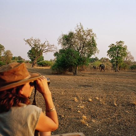 Safari Zambie