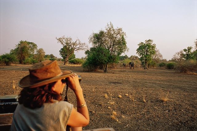 Safari Zambie