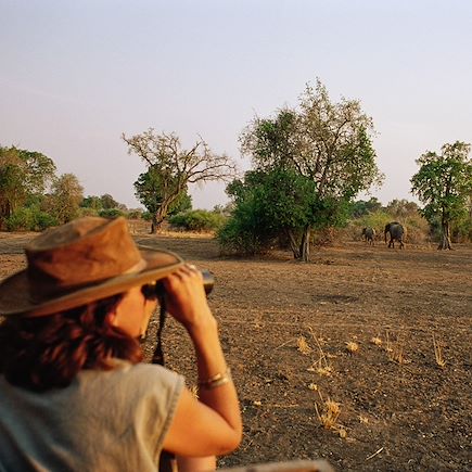 Safari Zambie