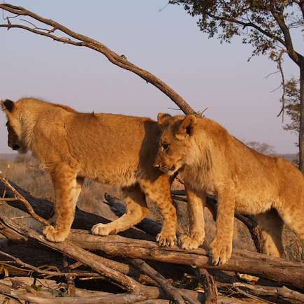 Safari à pied Zimbabwe