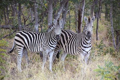 Parc national Hwange - Province du Matabeleland Nord - Zimbabwe