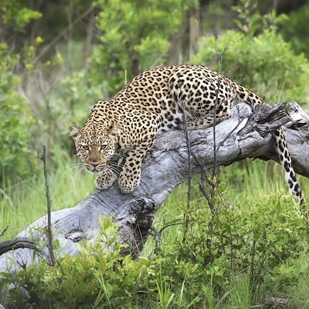 Safari à pied Zimbabwe