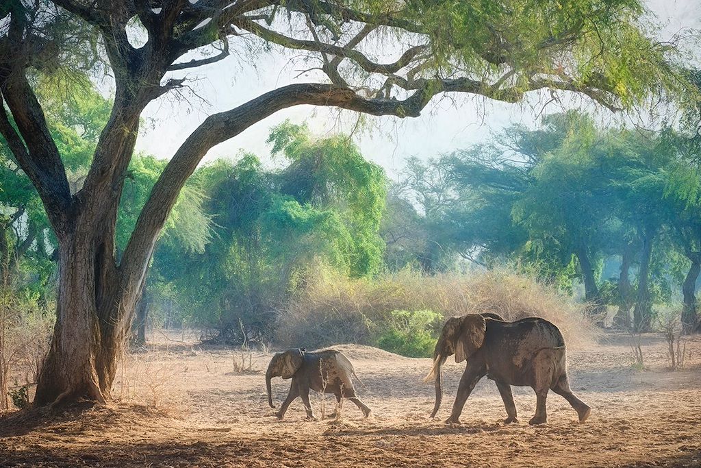 Voyage Des chutes du Zambèze à Mana Pools 2