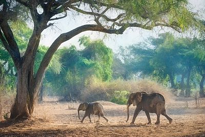 Voyage Des chutes du Zambèze à Mana Pools 2