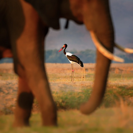 Safari à pied