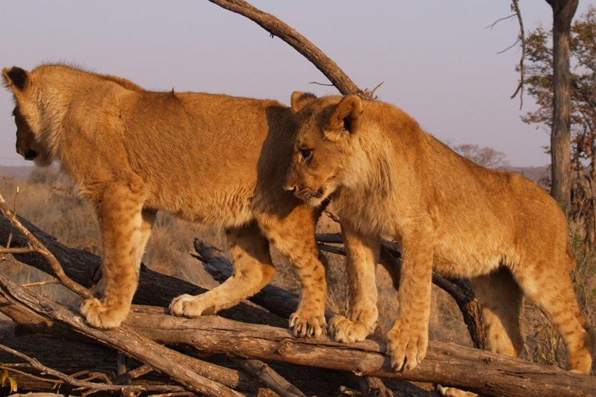 Voyage Safari au Zimbabwe, perle de l'Afrique australe 3