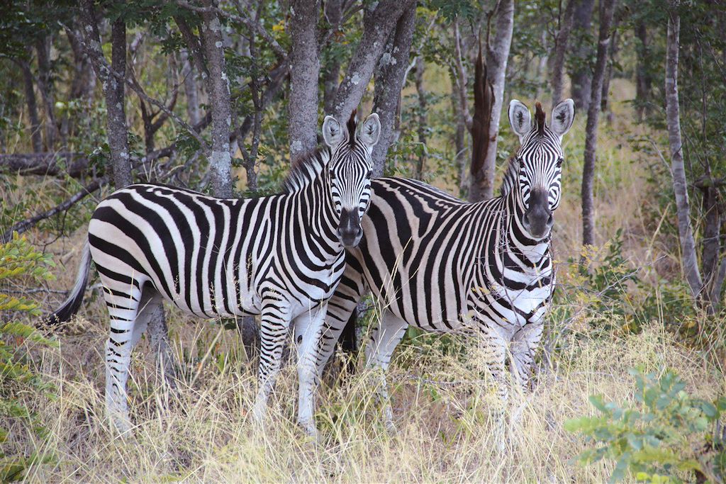 Image Roadtrip Zimbabwe - Safari à pied Matopos et Hwange - Découverte Victoria Falls