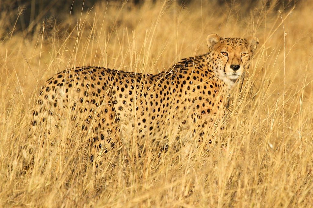 Voyage Safari au Zimbabwe, perle de l'Afrique australe 2