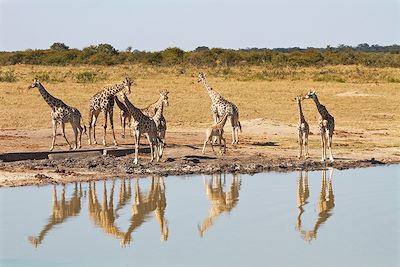 Parc national de Hwange - Zimbabwe