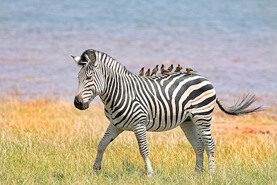 Zèbre - Lac Kariba -  Zimbabwe