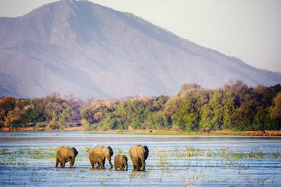Éléphants à travers la rivière Zambezi - Mana Pools - Zimbabwe