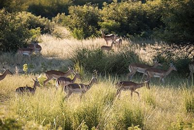 Antilopes - Zimbabwe