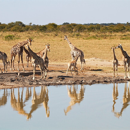 Safari Zimbabwe