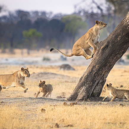 Voyage Zimbabwe
