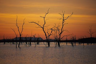 Voyage Brousse et Savane Zimbabwe