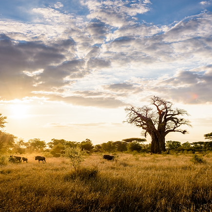Safari Zimbabwe