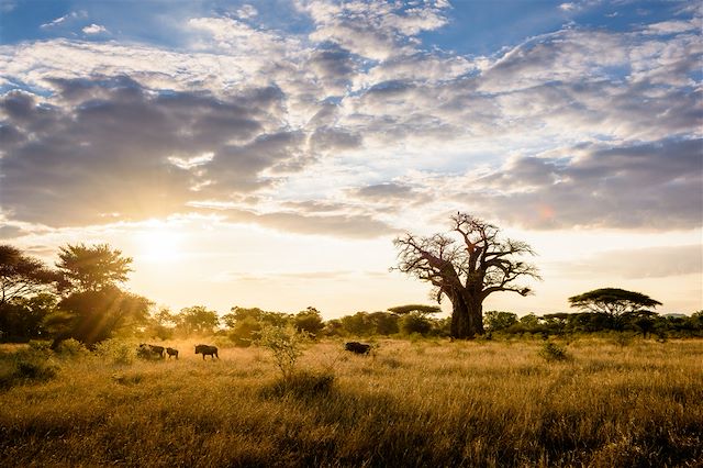 Safari Zimbabwe