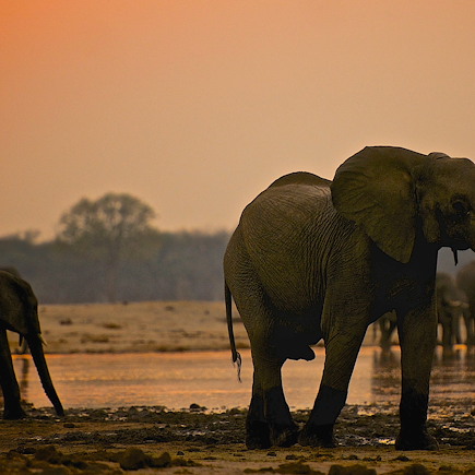 Safari Zimbabwe