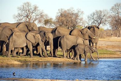 Little Makalolo - Hwange - Zimbabwe
