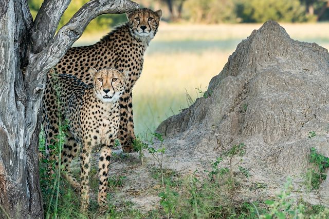 Safari Zimbabwe