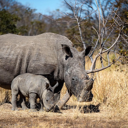 Safari Zimbabwe