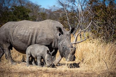 Rhinocéros - Zimbabwé