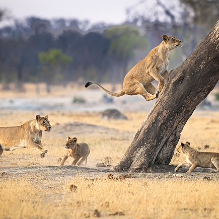 Safari Zimbabwe