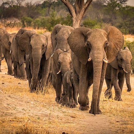 Safari Zimbabwe