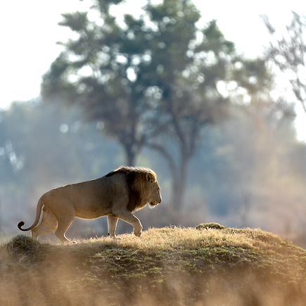 Safari Zimbabwe
