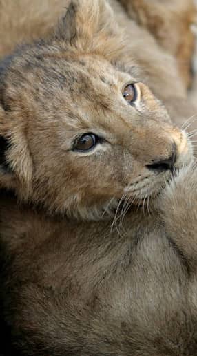 Voyage Afrique du Sud