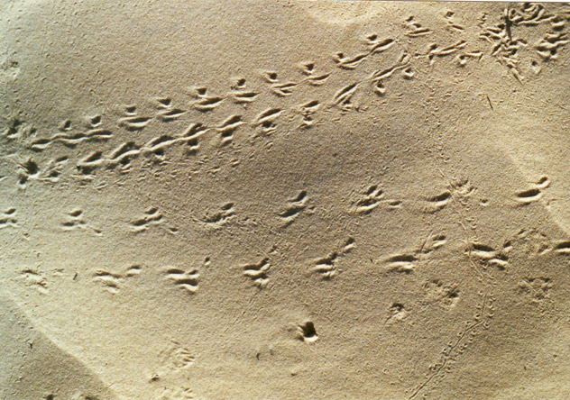 Les insectes du Sahara Les insectes du Sahara