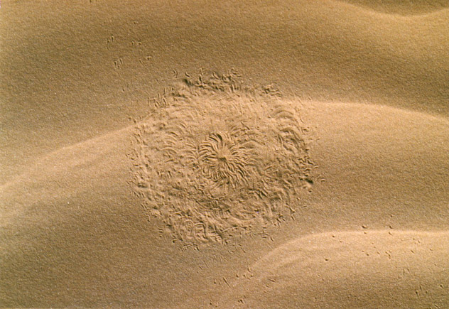Les insectes du Sahara Les insectes du Sahara