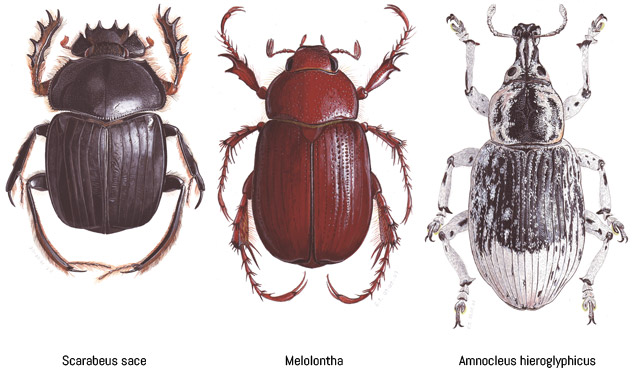 Les insectes du Sahara Les insectes du Sahara