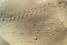 Les insectes du Sahara