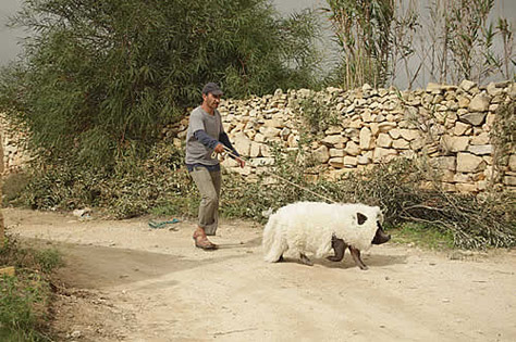 Le cochon de Gaza Le cochon de Gaza