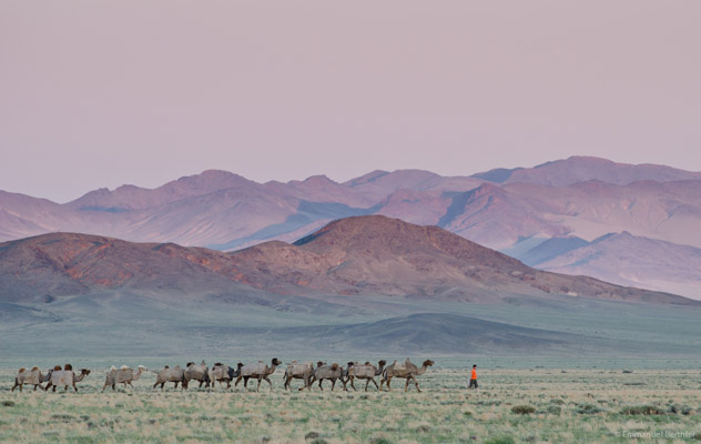 D�sert de Gobi : terre d'extr�mes D�sert de Gobi : terre d'extr�mes