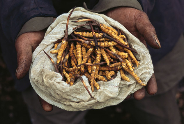 Yarsagumbu, l'or de l'Himalaya Yarsagumbu, l'or de l'Himalaya