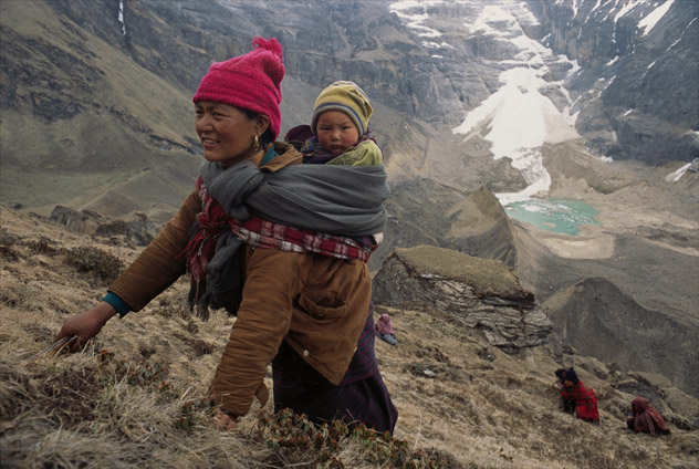 Yarsagumbu, l'or de l'Himalaya Yarsagumbu, l'or de l'Himalaya