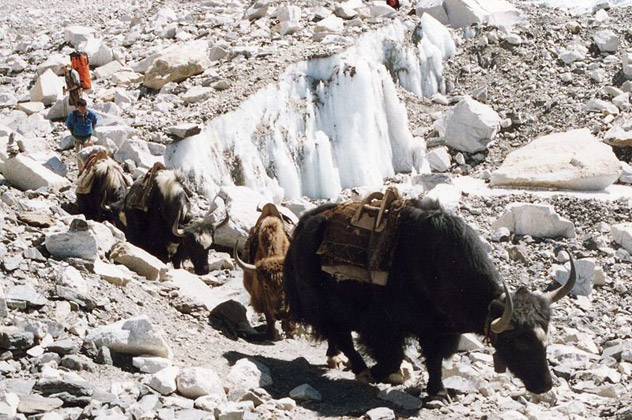Sherpas les vrais héros de l'Everest Sherpas les vrais héros de l'Everest