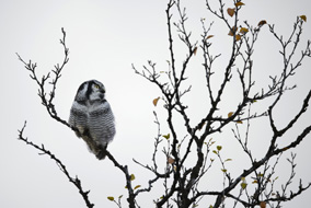 Scandinavie, l'appel du Nord