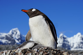 Vaïhéré cap sur l'Antarctique