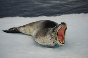 Vaïhéré cap sur l'Antarctique