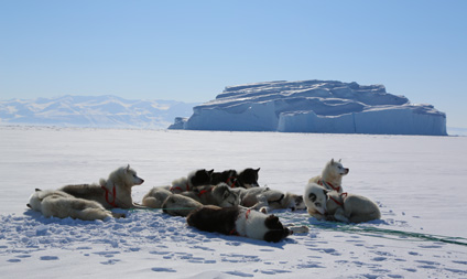 L'appel de la banquise