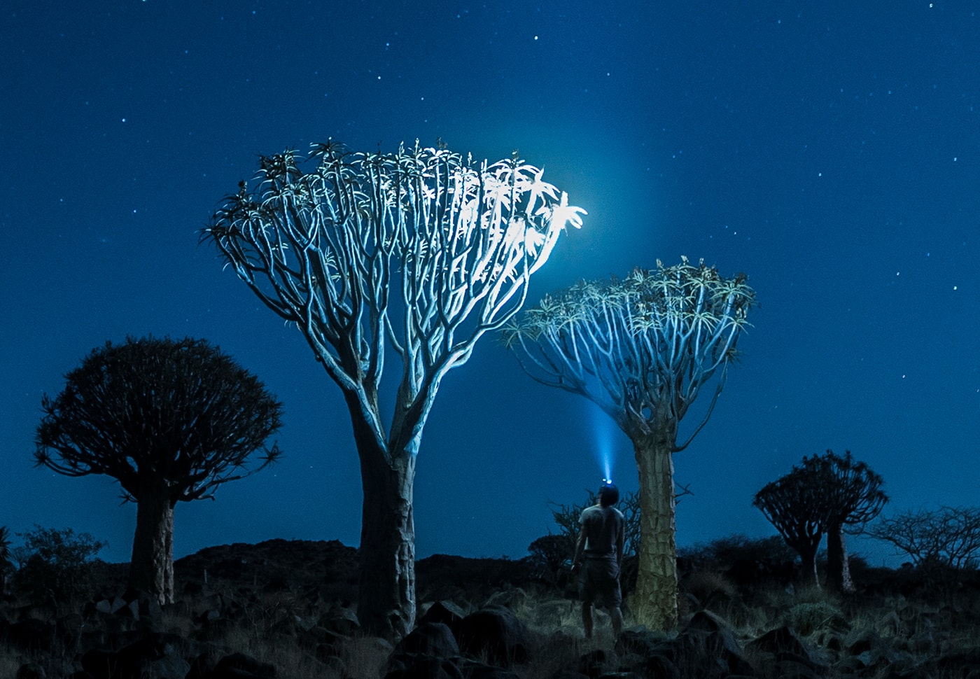 In the Starlight