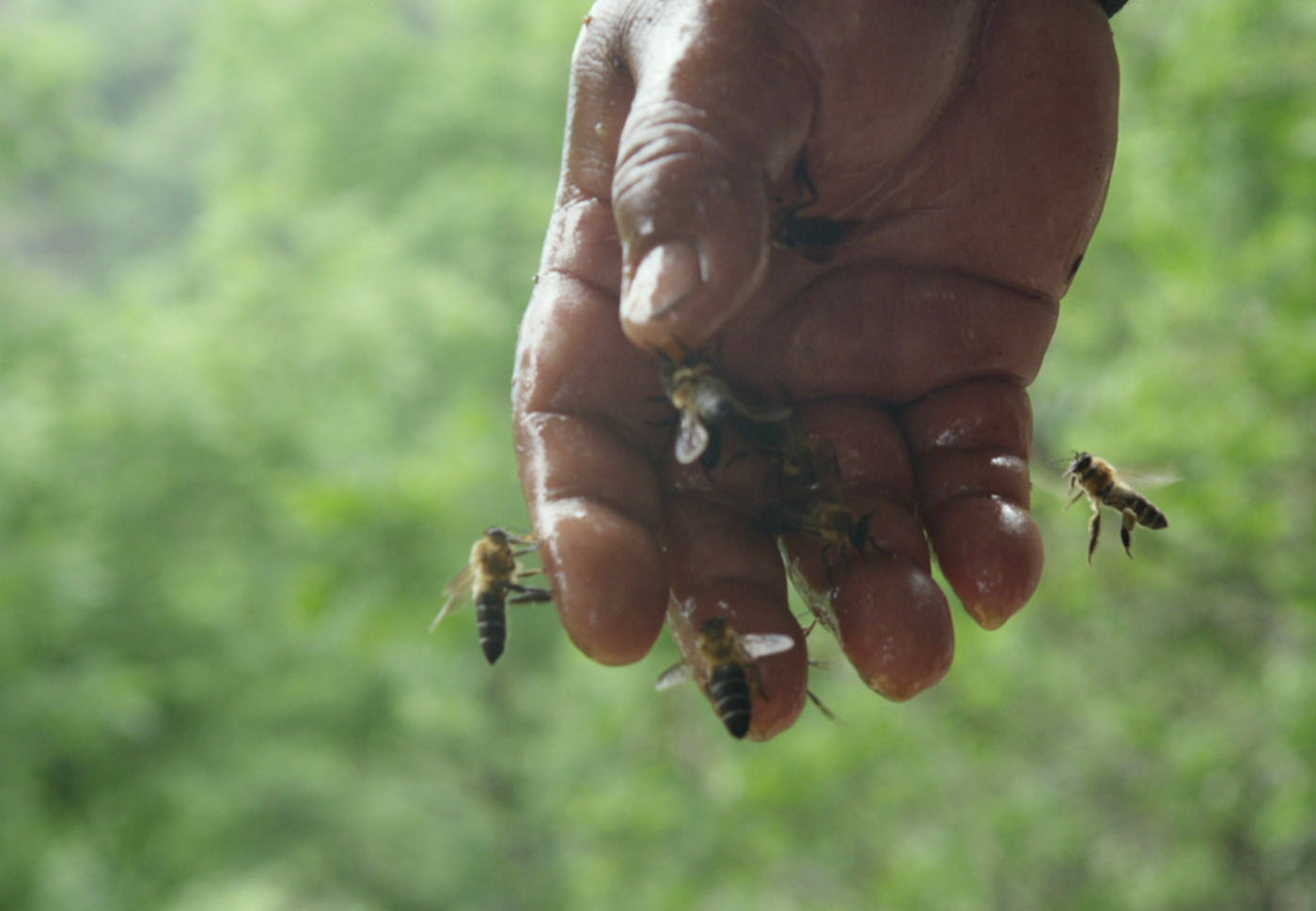 The Last Honey Hunter