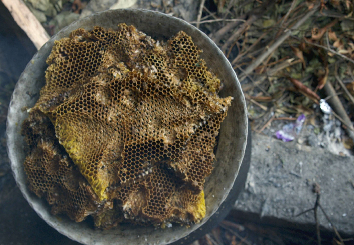 The Last Honey Hunter