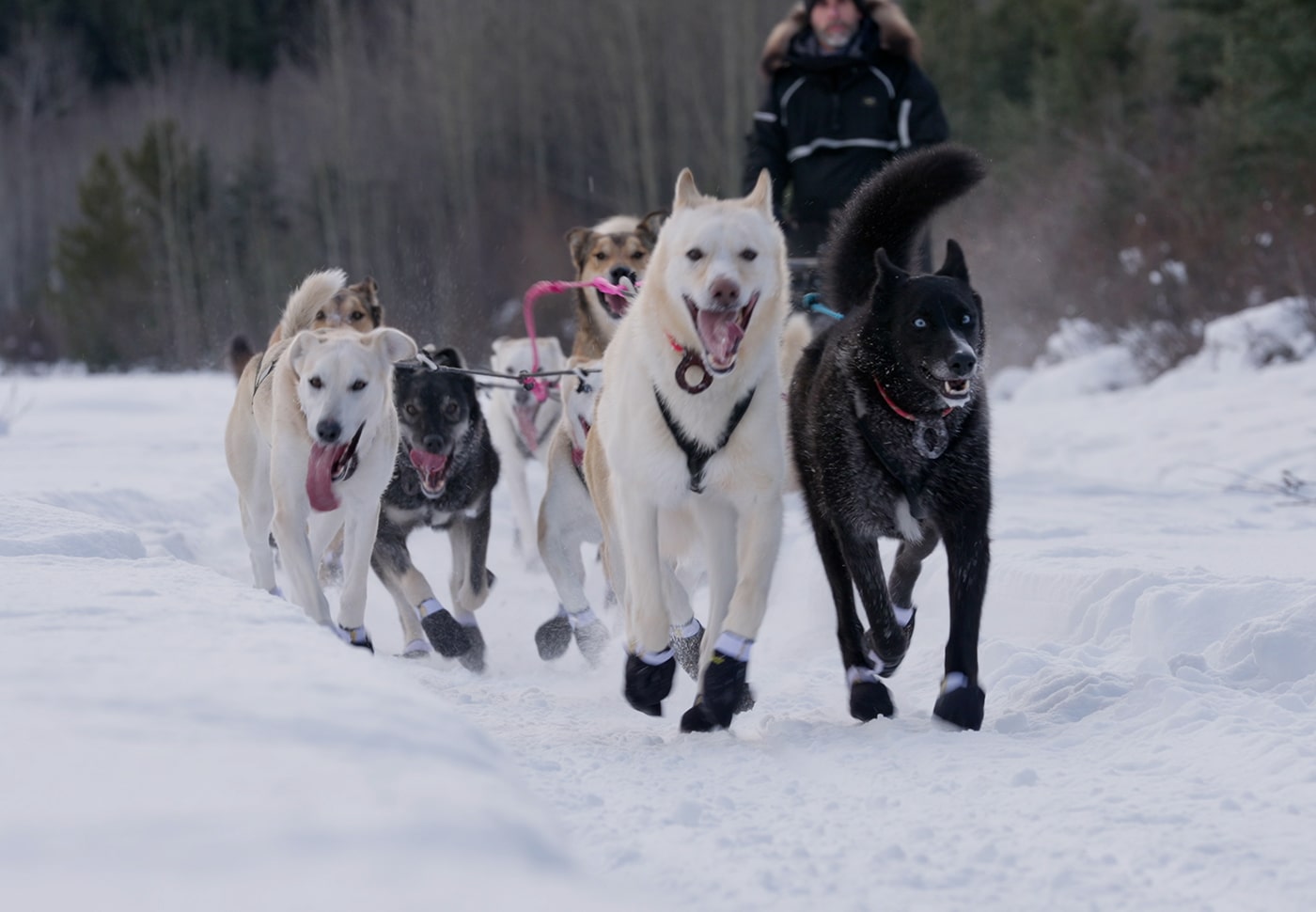 Musher, l’appel de l’Alaska
