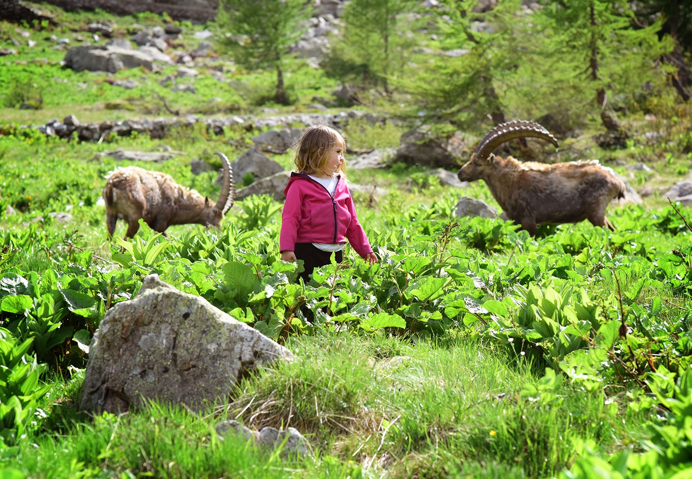 Naïs au pays des loups