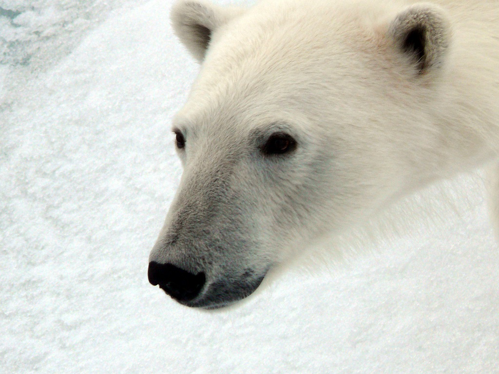 Observation d'un ours polaire - ©Cornélie Monnet