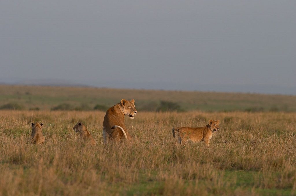 Réserve du Massai Mara - Vallée du Rift, Kenya